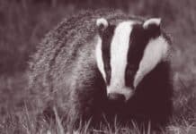 The Badger in Superstition and Spellcraft