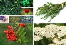 Common British garden plants