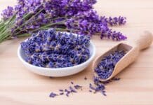 Lavender is a beautiful smelling flower and has many uses, including magic