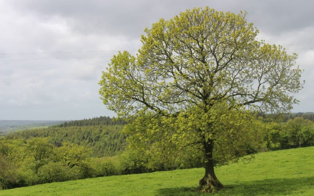 An Ash Tree on a Welsh farm.