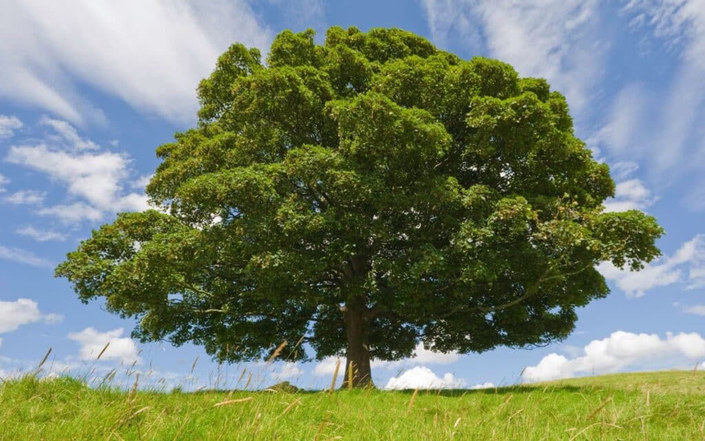 A beech tree, with its graceful form and deep roots in folklore, stands as a symbol of wisdom, protection, and enchantment in the natural world.